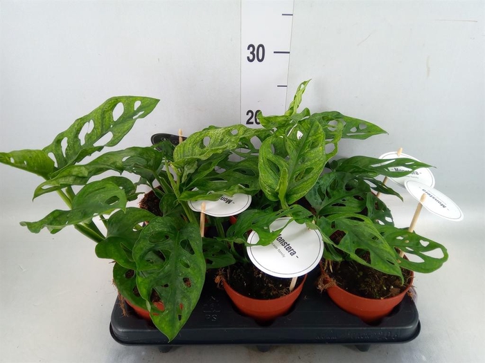 <h4>Monstera obliqua 'Leichtlinii'</h4>