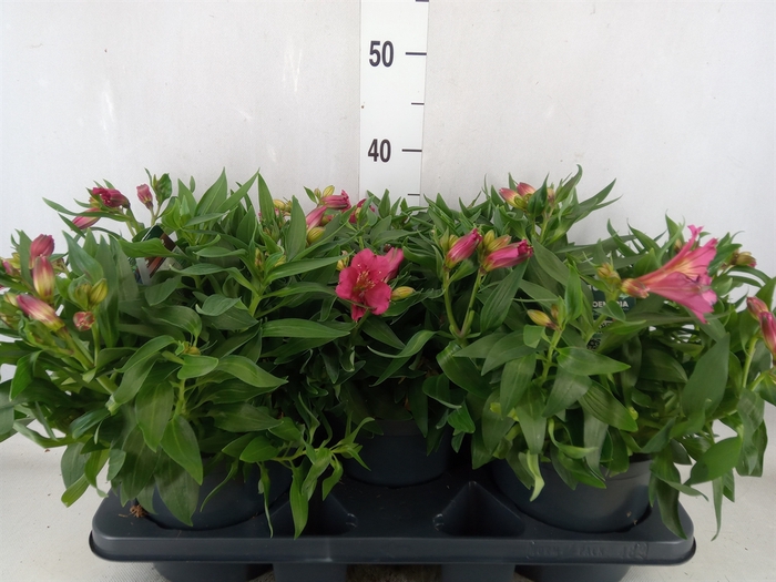 <h4>Alstroemeria  'Colorita Pink'</h4>
