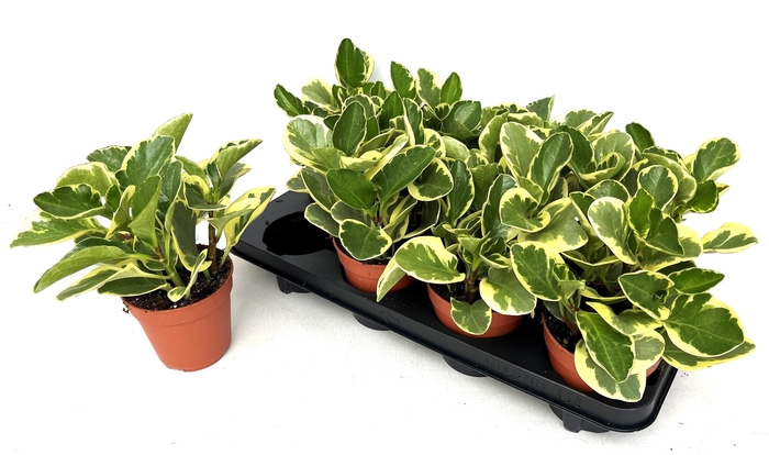 <h4>PEP OBT VARIEGATA</h4>