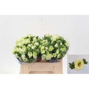 ANEM CO FSTAR P WHIT