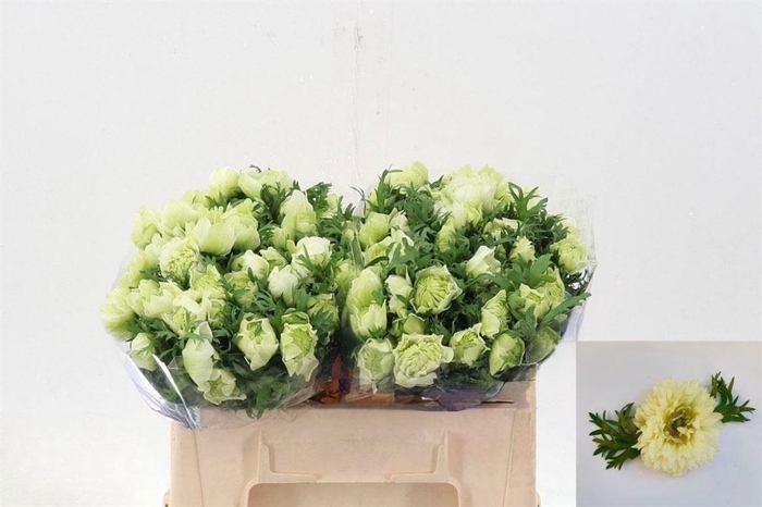 <h4>ANEM CO FSTAR P WHIT</h4>