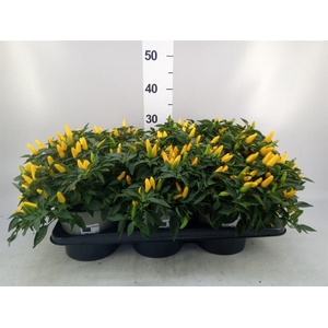 Capsicum annuum 'Torero Yellow'
