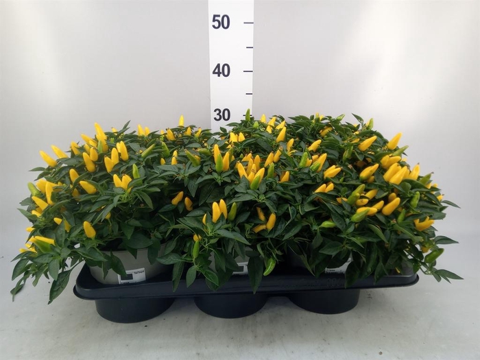 <h4>Capsicum annuum 'Torero Yellow'</h4>