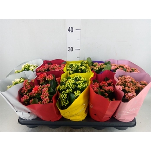 Kalanchoe blos. 'Perfecta'  ..mix 5
