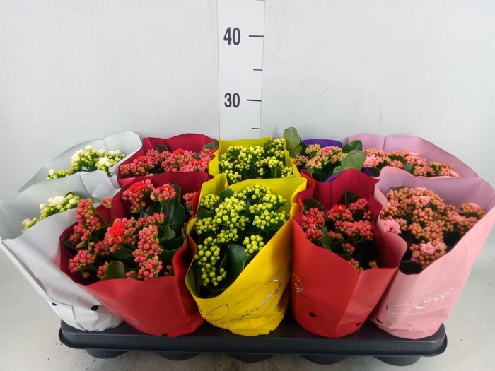 <h4>Kalanchoe blos. 'Perfecta'  ..mix 5</h4>