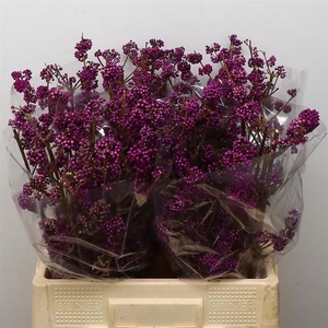 Callicarpa