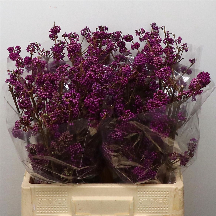 <h4>Callicarpa</h4>