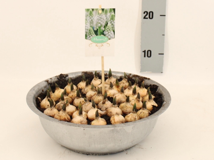 <h4>MUSCAR ESTHER</h4>