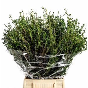 Spinosa