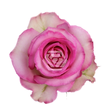 <h4>R GR SWEET UNIQUE Tessa</h4>