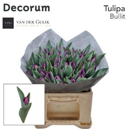 <h4>Tu En Bullit</h4>