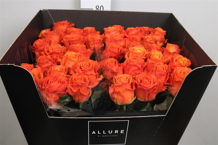 <h4>R Gr Clarence+</h4>