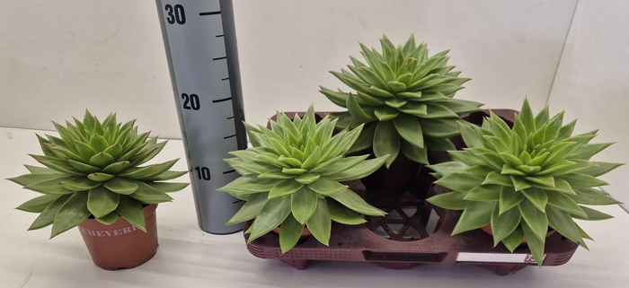 <h4>ECHEV  AGAV EBONY</h4>