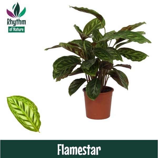 <h4>Calathea 14cm Flamestar Rhythm of Nature</h4>