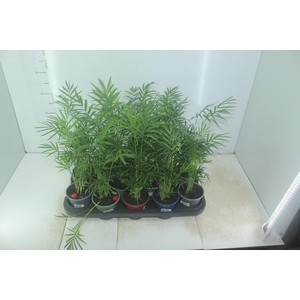 CHAMAEDOREA ELEGANS P11
