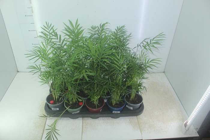 <h4>CHAMAEDOREA ELEGANS P11</h4>