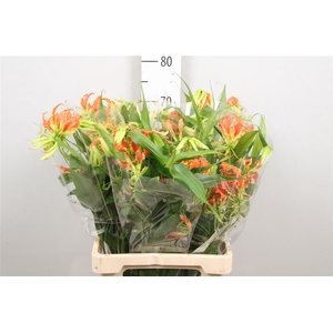 Gloriosa Exot Orange Long
