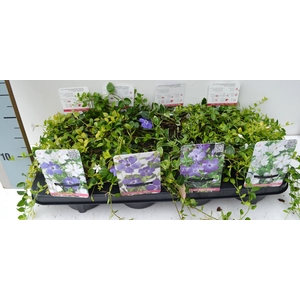 Vinca Minor Mix