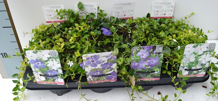 <h4>Vinca Minor Mix</h4>