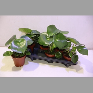 Pep Polybot Raindrop