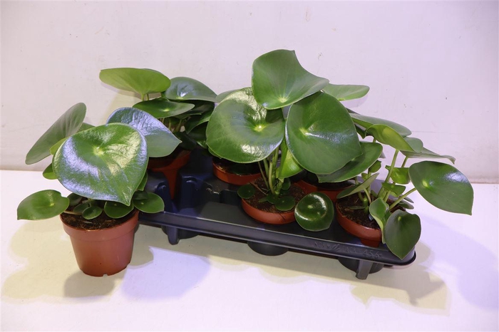 <h4>Pep Polybot Raindrop</h4>