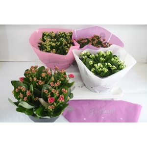 Kalanchoe blossfeldiana Calandiva 23Ø 27cm