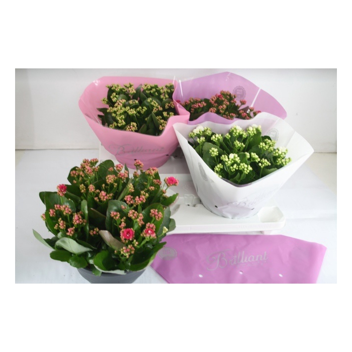 <h4>Kalanchoe blossfeldiana Calandiva 23Ø 27cm</h4>