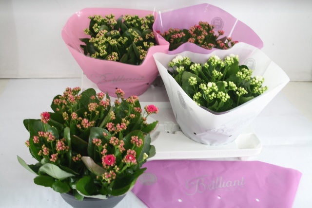 Kalanchoe blossfeldiana Calandiva 23Ø 27cm
