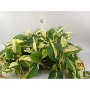 Philodendron scand.