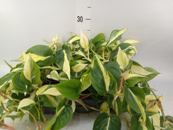 <h4>Philodendron scand.</h4>