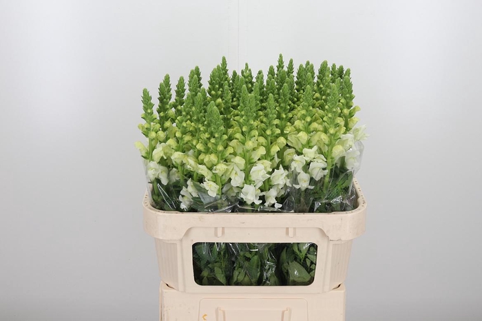<h4>Antir Poto Ivory White</h4>