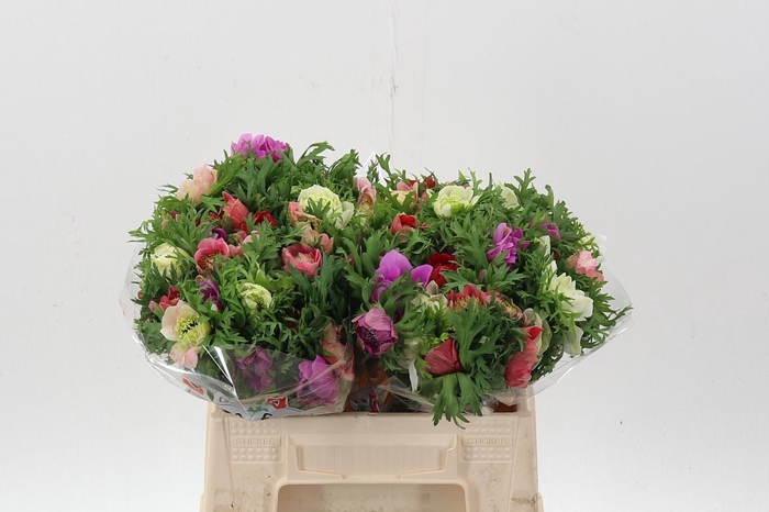 <h4>Anem Co Levan Mix</h4>