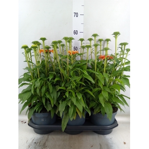 Echinacea  'SunSeekers Orange'
