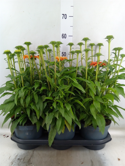 <h4>Echinacea  'SunSeekers Orange'</h4>
