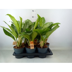 Aglaonema  'Greenlight'