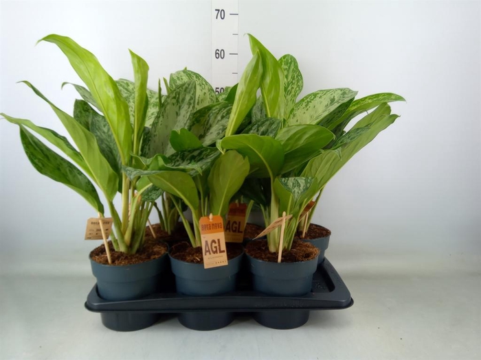 <h4>Aglaonema  'Greenlight'</h4>