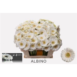 Ge Mi Albino