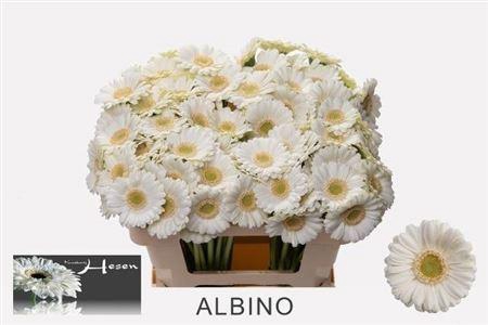 <h4>Ge Mi Albino</h4>