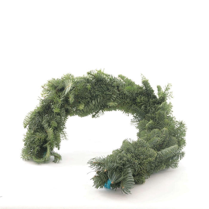 <h4>Guirl. Nobilis</h4>