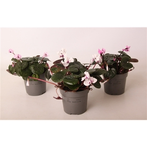 Cyclamen coum mix 10,5 cm (winterhard)