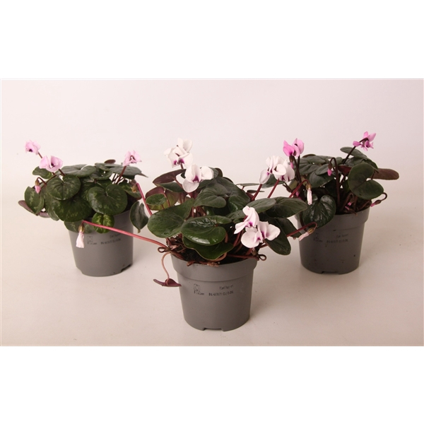 <h4>Cyclamen coum mix 10,5 cm (winterhard)</h4>