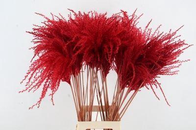 <h4>DRIED MISCANTHUS RED 90CM</h4>