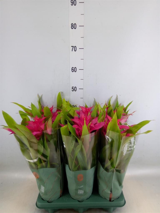 <h4>Guzmania  'Deseo Pink'</h4>