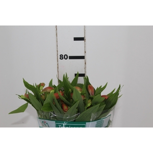 ALSTROEMERIA TROPICANA 080 CM