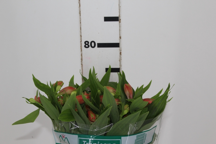 <h4>ALSTROEMERIA TROPICANA 080 CM</h4>