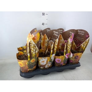 Paeonia suffruticosa   ...mix