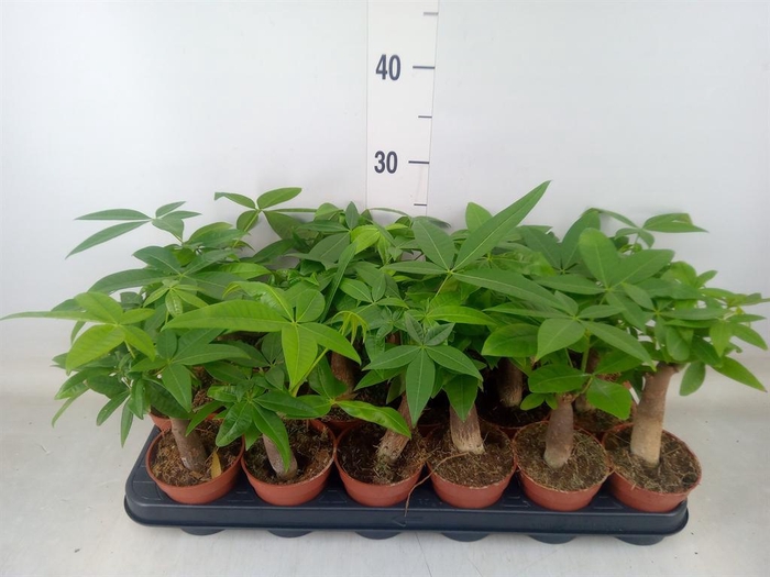 <h4>Pachira aquatica</h4>