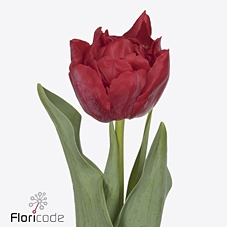 Tulipa do reminder