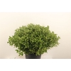 Pitto Groen 52 Cm Per Tak