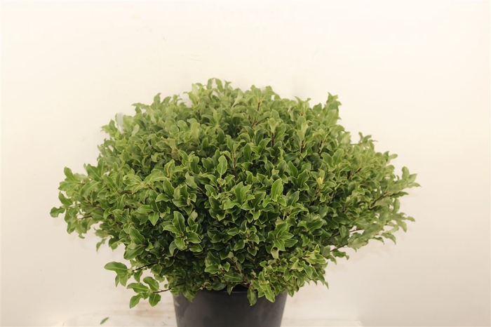 Pitto Groen 52 Cm Per Tak